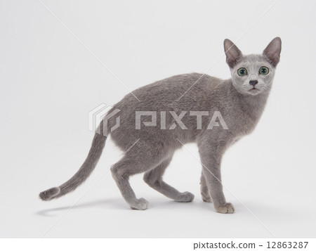 俄羅斯藍色小貓 12863287