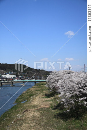 Kuji River and Sakura 12863565