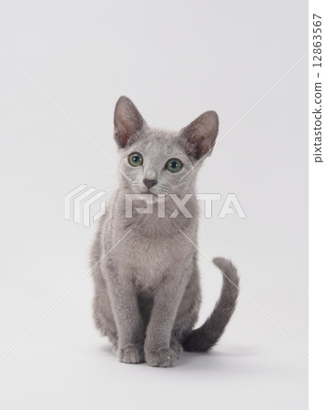 俄羅斯藍坐 12863567