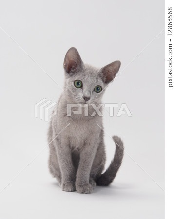 俄羅斯藍坐 12863568