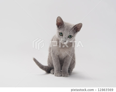 俄羅斯藍騎過去 12863569