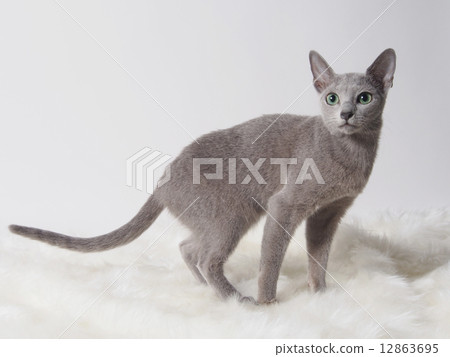 俄羅斯藍色小貓 12863695