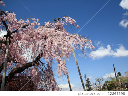 在Myokoji寺的櫻花 12863698