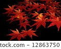 Maple  12863750