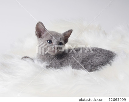 轉動的俄國藍色小貓 12863909
