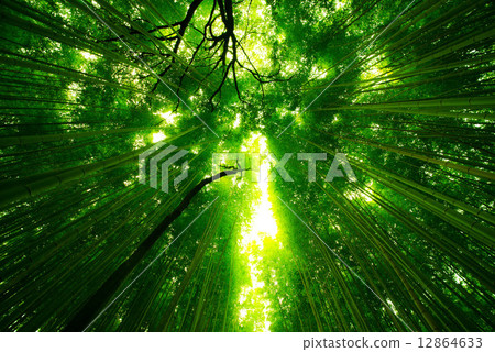 竹林小直徑 12864633