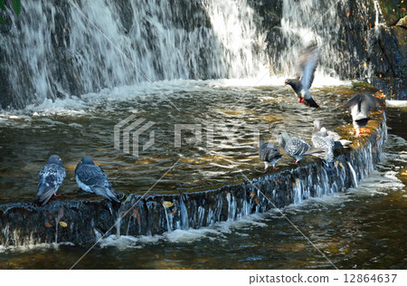 鴿子在水邊玩耍 12864637