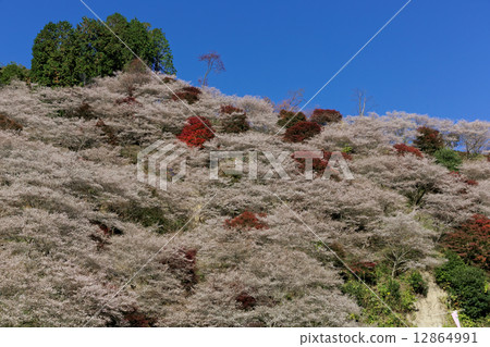 Okara的四季櫻花 Okara的四季櫻花 12864991