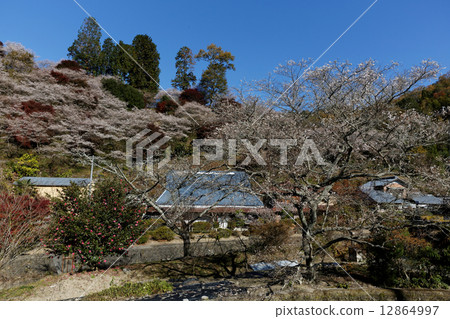 Okara的四季櫻花 12864997