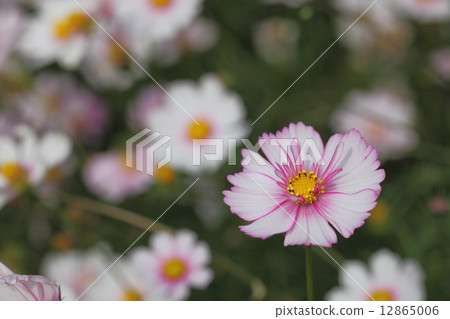 Red Illusion Cosmos Flower Red Illusion Cosmos Flower 12865006