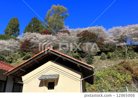 Okara的四季櫻花 12865008