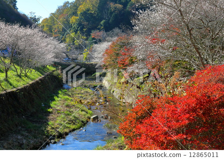 Okara的四季櫻花 Okara的四季櫻花 12865011