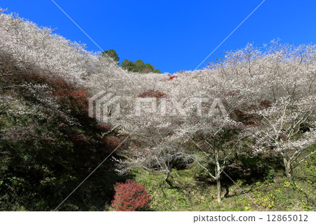 Okara的四季櫻花 12865012