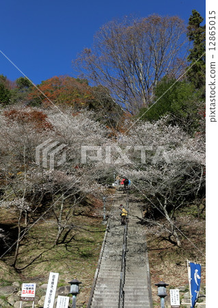 Okara的四季櫻花 12865015