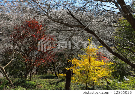 Okara的四季櫻花 12865036