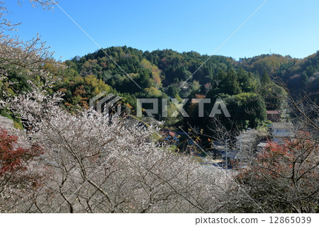 Okara的四季櫻花 12865039