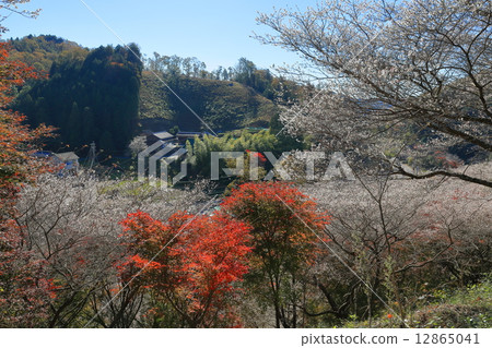 Okara的四季櫻花 Okara的四季櫻花 12865041