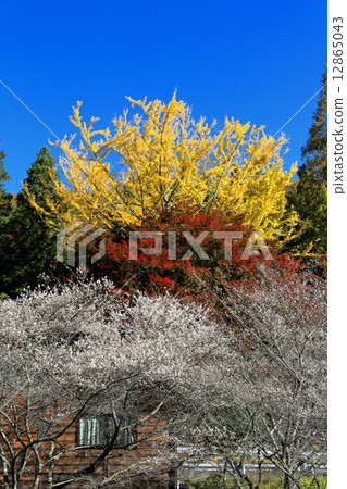 Okara的四季櫻花 12865043