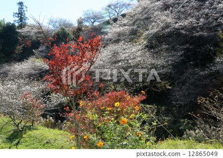 Okara的四季櫻花 12865049