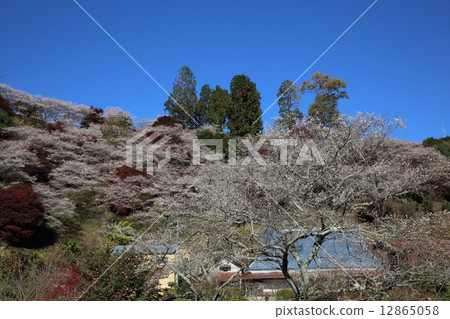 Okara的四季櫻花 Okara的四季櫻花 12865058