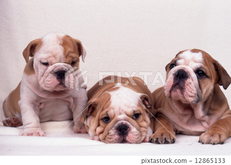 Cute little puppy Cute little puppy 12865133