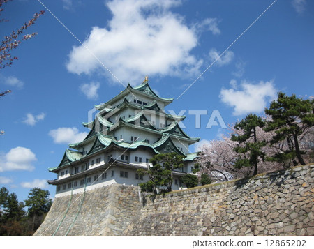 Nagoya castle and cherry blossoms Nagoya castle and cherry blossoms 12865202