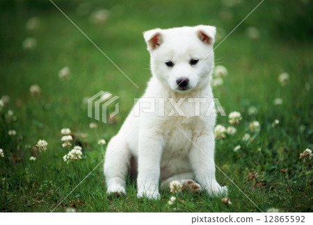 Cute little puppy 12865592