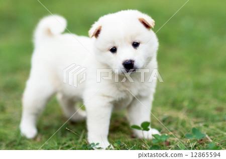 Cute little puppy 12865594