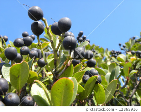 The sunny Sharimbai fruit that has been ripening on the sun 12865916