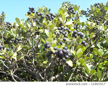 The sunny Sharimbai fruit that has been ripening on the sun 12865917