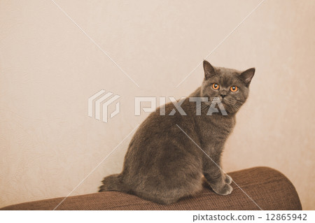 Cat 932. Cat 932. 12865942