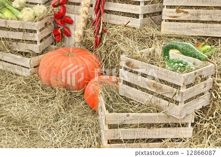 Autumn Composition With Large Pumpkin in Straw Background. 12866087