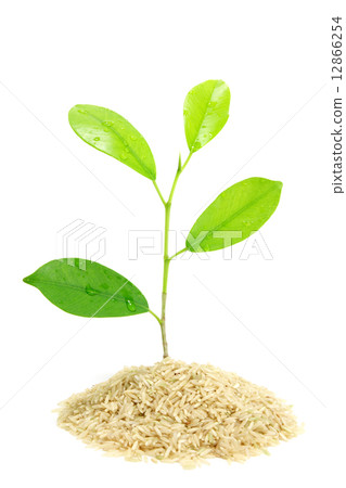 Trees growing in Pile Rice isolated Trees growing in Pile Rice isolated 12866254