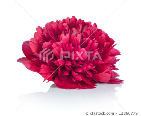 Peony Flower 12866779