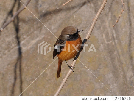 Juupitaki Juupitaki 12866796