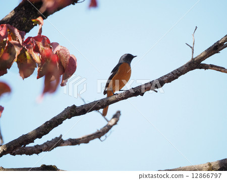 Juupitaki Juupitaki 12866797