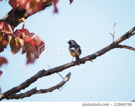 Juupitaki Juupitaki 12866798