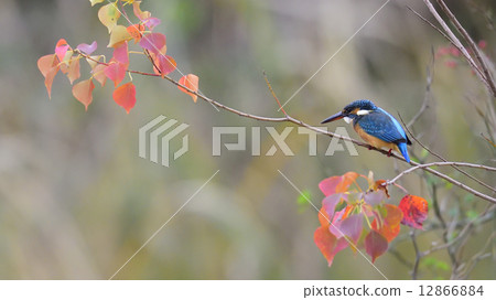 Kingfisher perching Kingfisher perching 12866884