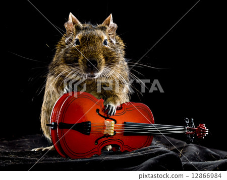 musical degu musical degu 12866984