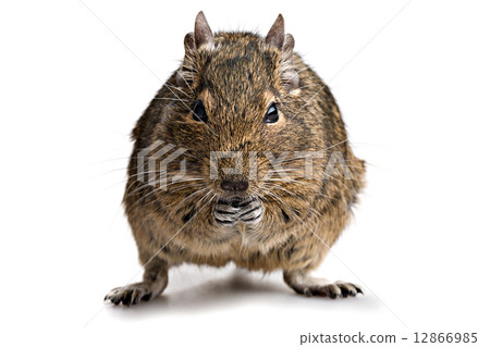 degu hamster pet degu hamster pet 12866985