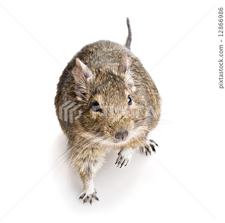 degu rodent degu rodent 12866986