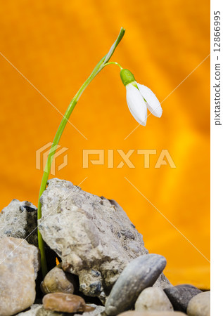 Fight of a Snowdrop Fight of a Snowdrop 12866995