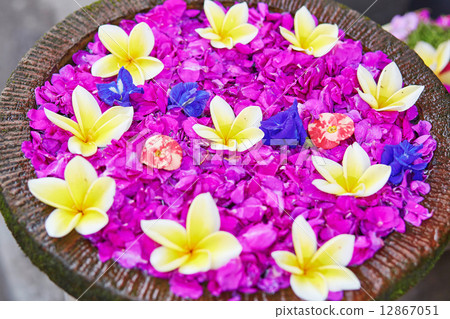 Colorful Frangipani flowers in a bowl of water Colorful Frangipani flowers in a bowl of water 12867051