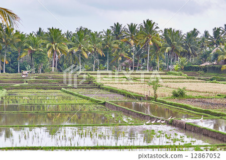 Rice fields on a rainy weather near Ubud, Bali 12867052