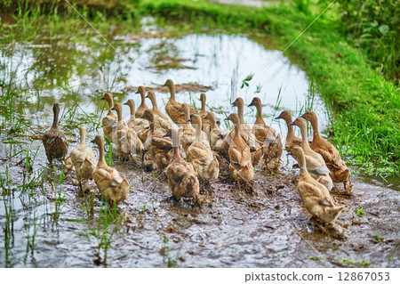 Ducks on rice fields near Ubud, Bali, Indonesia Ducks on rice fields near Ubud, Bali, Indonesia 12867053