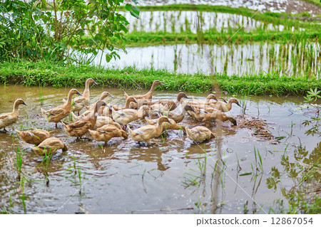 Ducks on rice fields near Ubud, Bali, Indonesia Ducks on rice fields near Ubud, Bali, Indonesia 12867054
