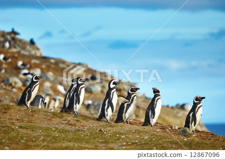 Magellanic penguins in natural environment 12867096