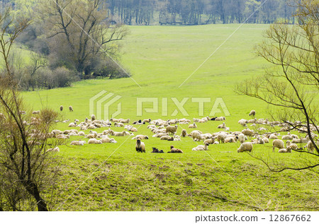 Flock of Sheep Flock of Sheep 12867662