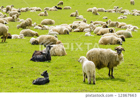 圖庫照片: flock of sheep