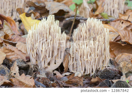 Strict-branch coral (Ramaria stricta) at the forest floor 12867842